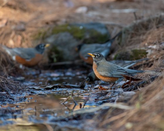 A pair of robins on the side of a small stream. 